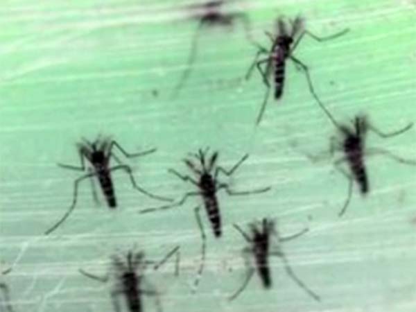 zika zika