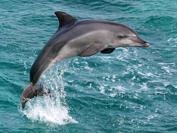 Dolphins got blind because of pollution' Dolphins got blind because of pollution'