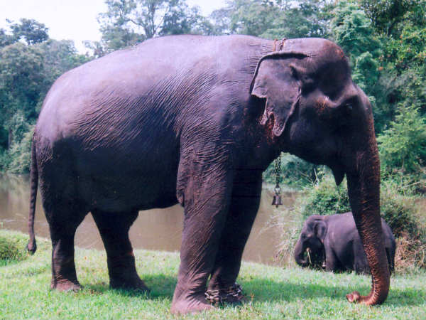 Elephant dies of heart attack Elephant dies of heart attack