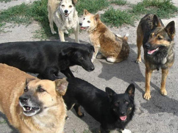 stray dog stray dog