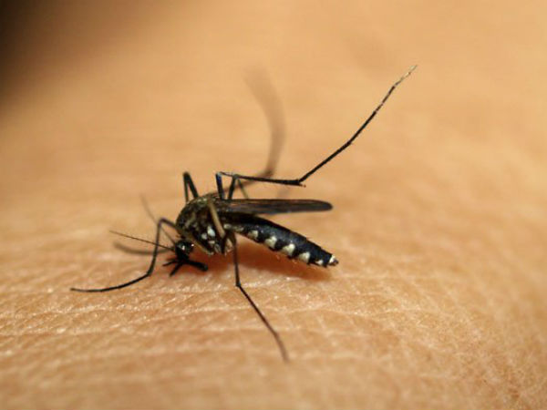 Chikungunya:Delhi govt sets up helpline Chikungunya:Delhi govt sets up helpline