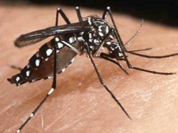 'Chikungunya virus has unique tendency' 'Chikungunya virus has unique tendency'