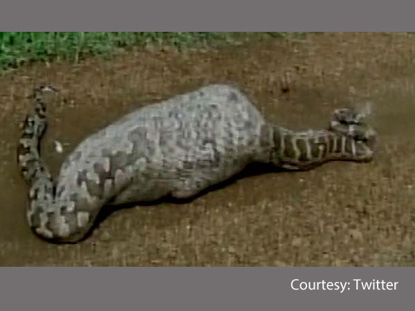 Caught On Camera: Python Swallows Nilgai Caught On Camera: Python Swallows Nilgai