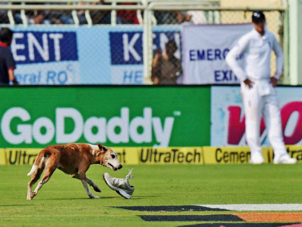 Dog forces early tea on Day 1
