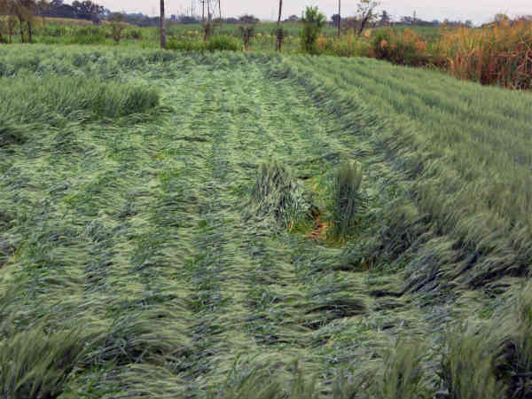 Use sunlight efficiently to improve crop Use sunlight efficiently to improve crop
