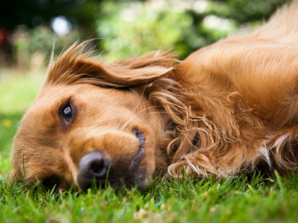 US dog saves owner by lying on him in freezing conditions US dog saves owner by lying on him in freezing conditions