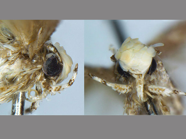 The moth discovered by evolutionary biologist Vazrick Nazari from Ottawa, Canada. The moth discovered by evolutionary biologist Vazrick Nazari from Ottawa, Canada.