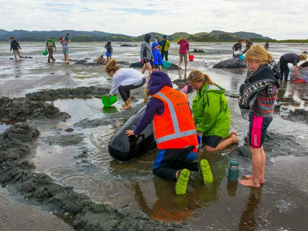 Keeping surviving whales alive