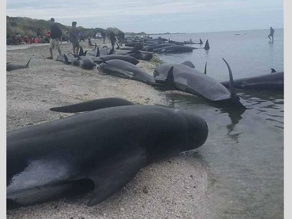 Third largest stranding incident in NZ