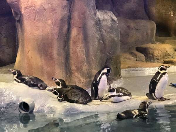Penguins Penguins