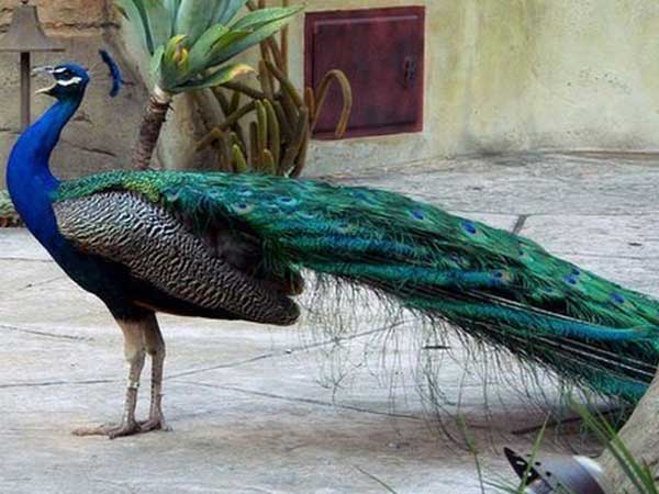 Do peacocks mate? 'The brahmachari' theory brought "Tears" to my eyes Do peacocks mate? 'The brahmachari' theory brought "Tears" to my eyes