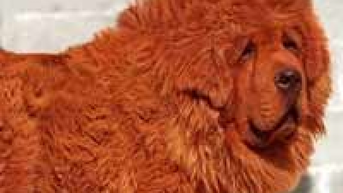 Who Is The Richest Dog In The World 2018