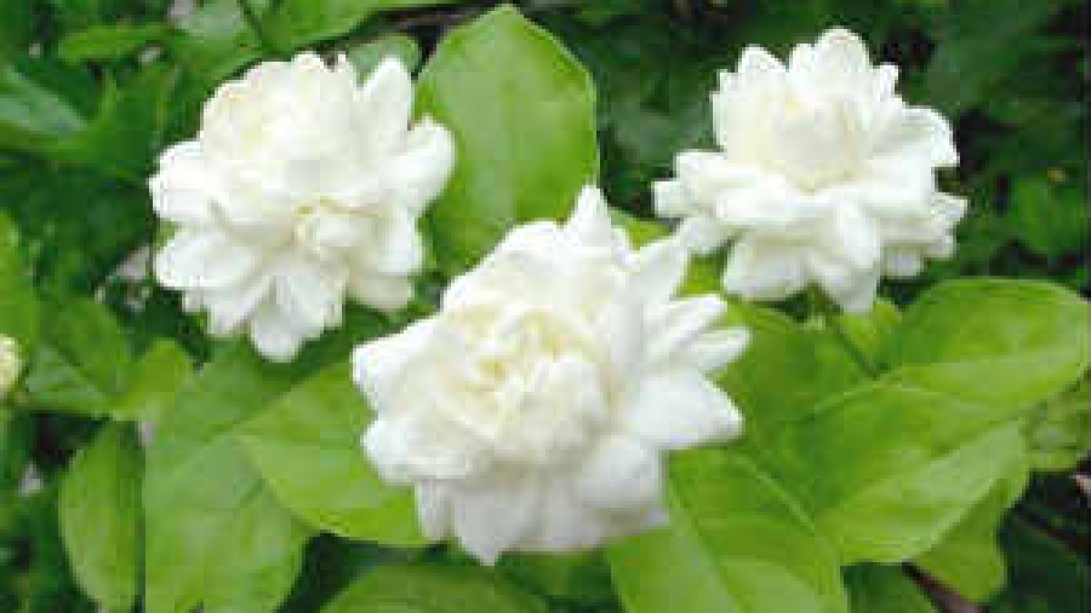 Jasmine Flower Cultivation In Tamilnadu Best Flower Site