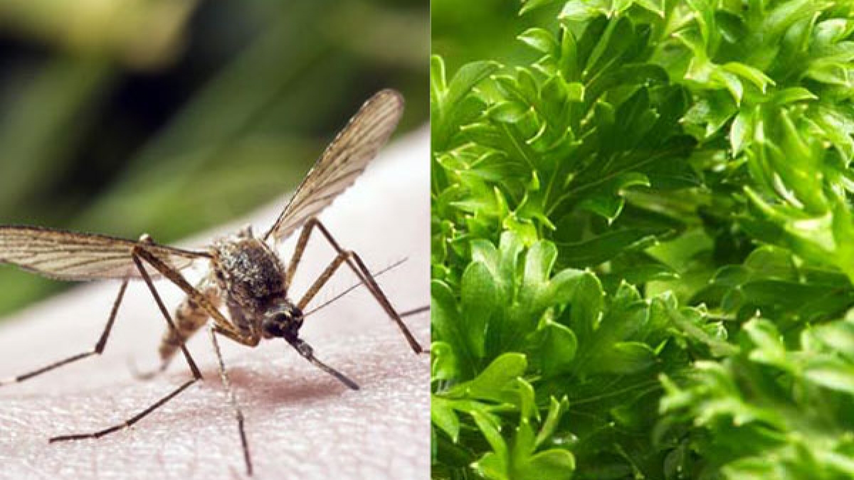 Papaya leaves in demand as dengue claims five lives in Delhi Oneindia News