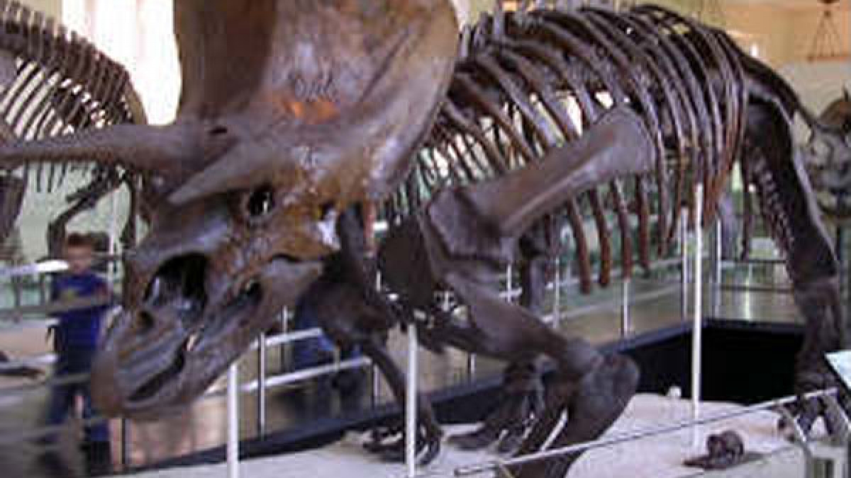 New dinosaur fossil found in Japan Oneindia News