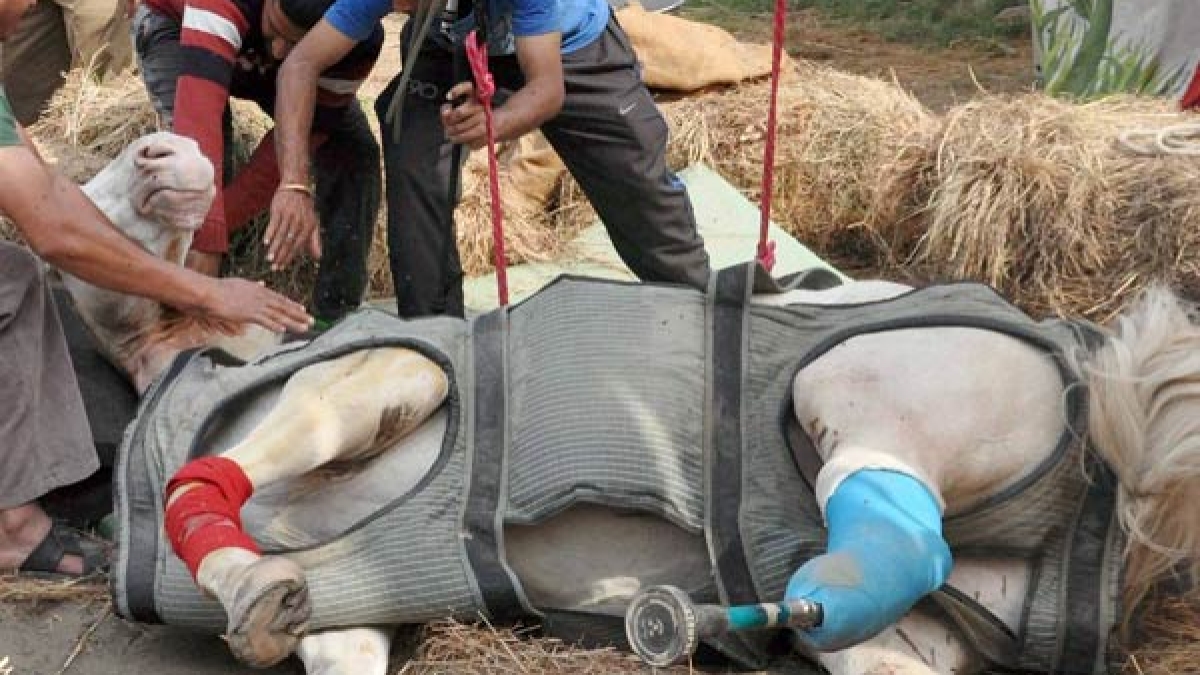 Horse Shaktiman’s death U’khand govt withdraws case against BJP MLA