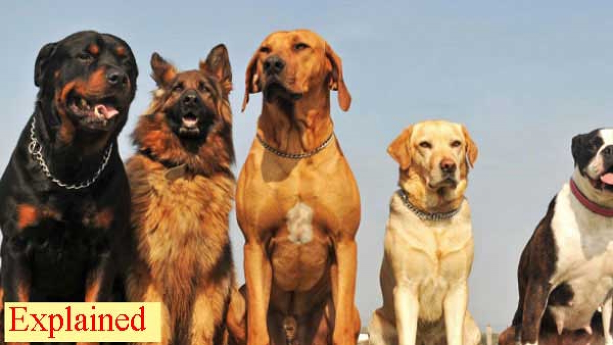 Can dogs detect COVID19? Canines in training to sniff out virus