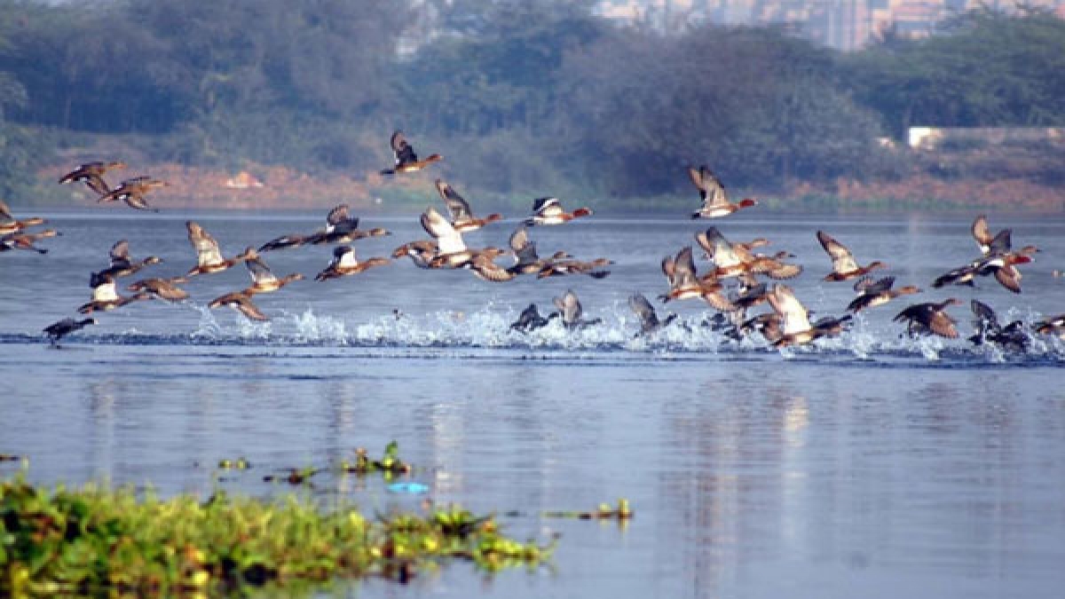 Okhla Bird Sanctuary to reopen after 5 months All you need to know