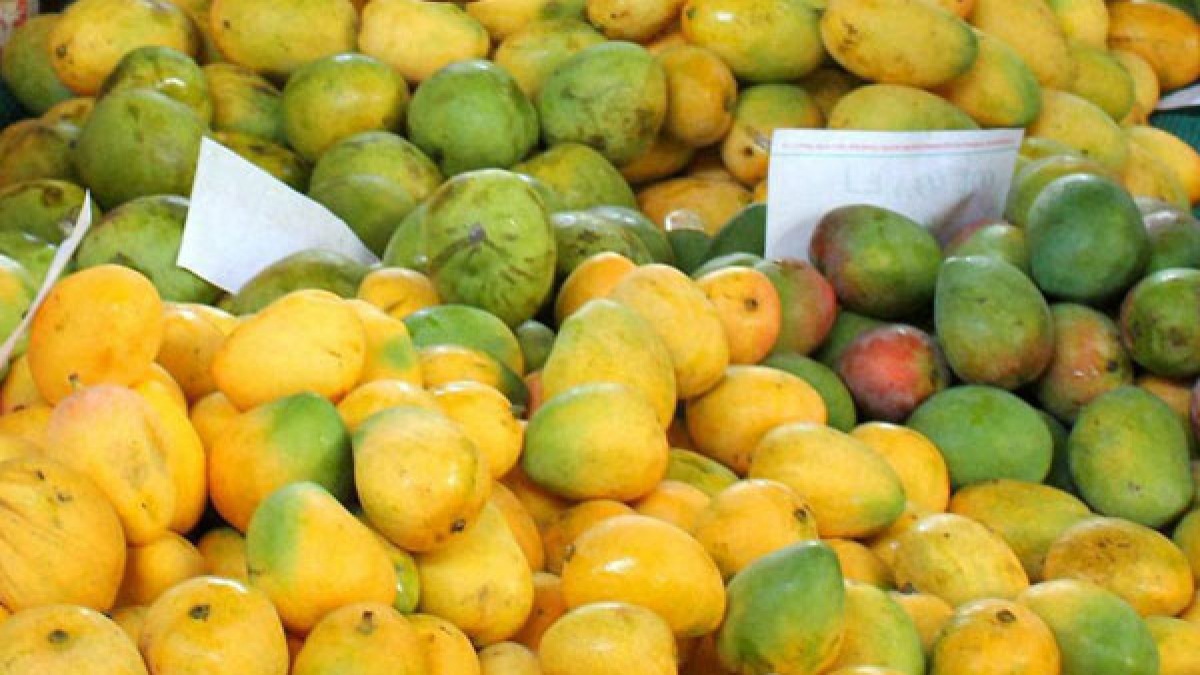 Karnataka govt starts delivering mangoes at doorstop How to buy online