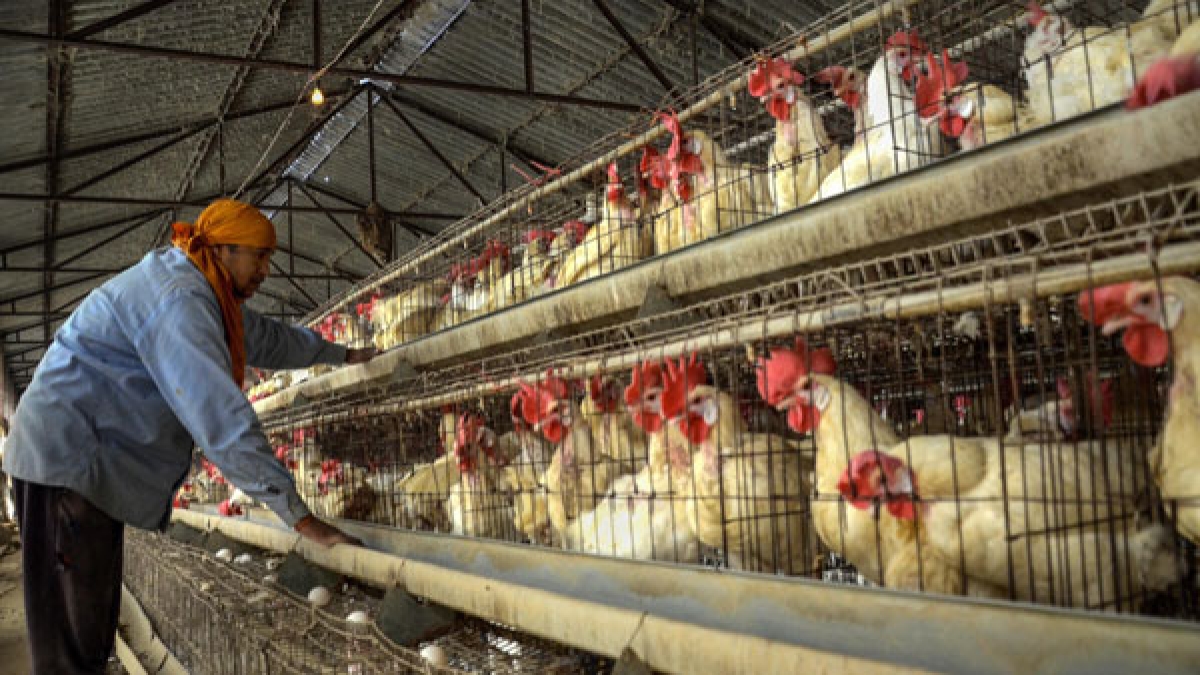 Bird Flu outbreak in Kerala, over 1000 ducks culled TrendRadars India