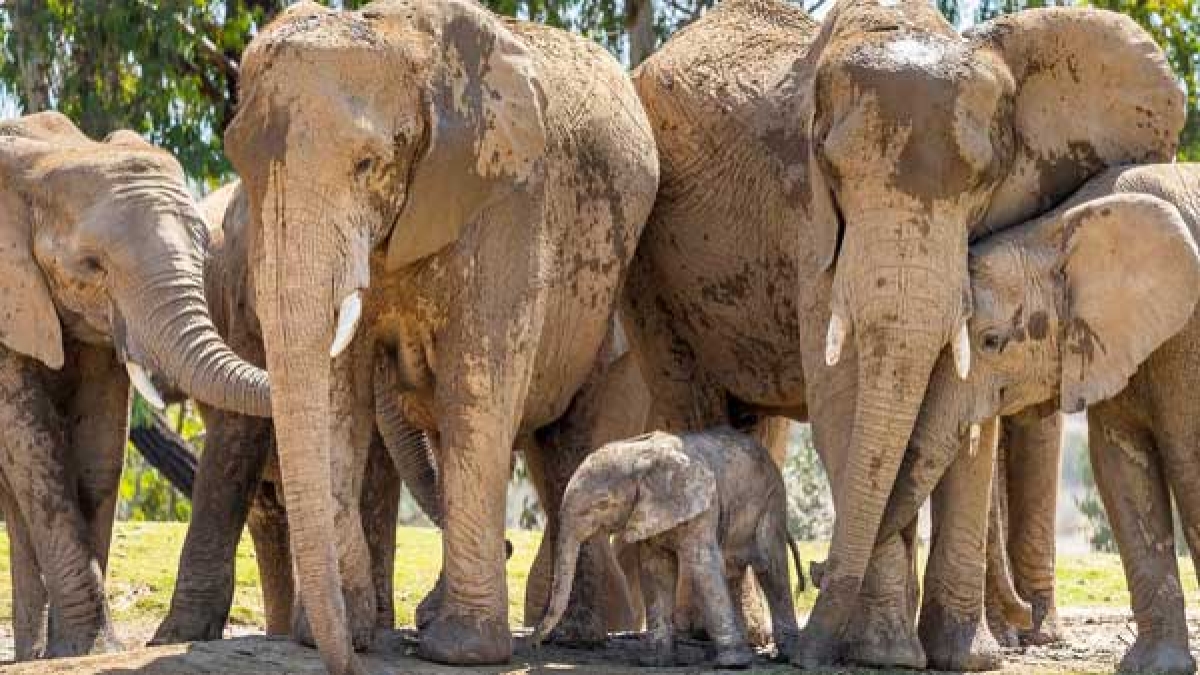 Fact Check Have pink elephants been found in India Oneindia News