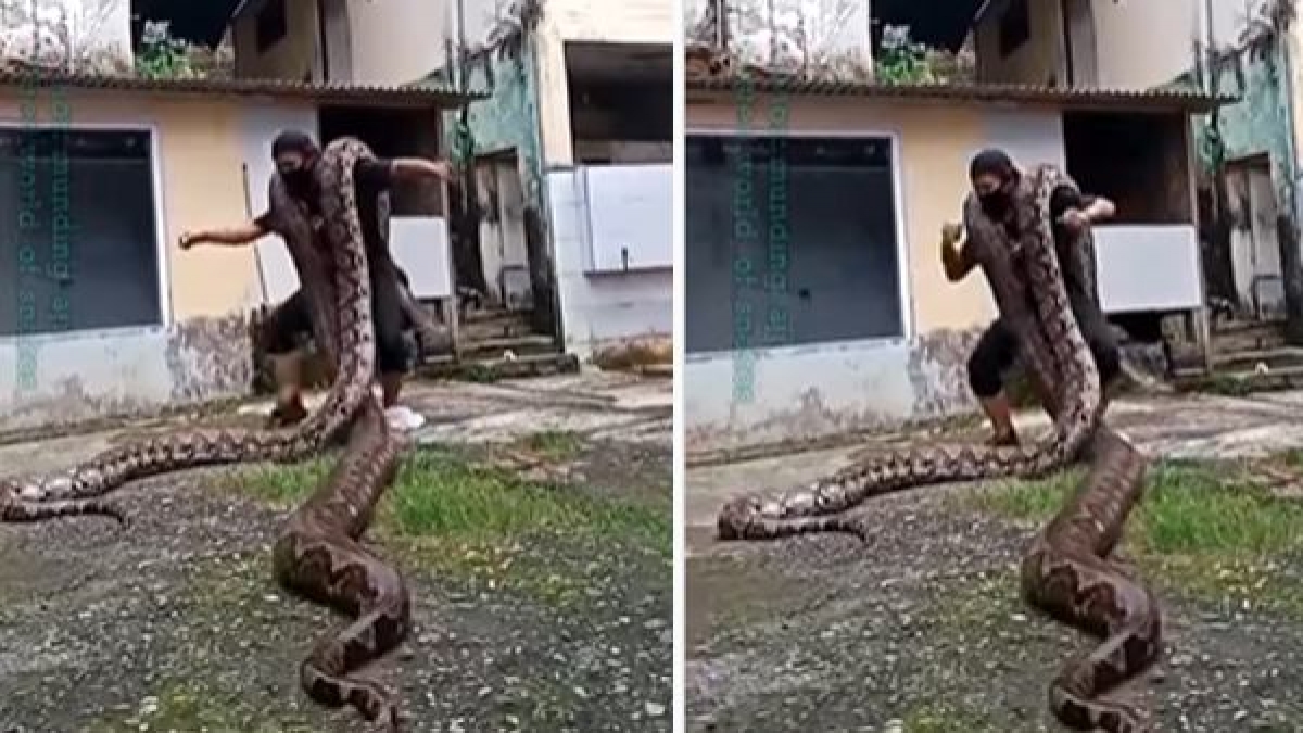 Snake Wraps Coils Around Women