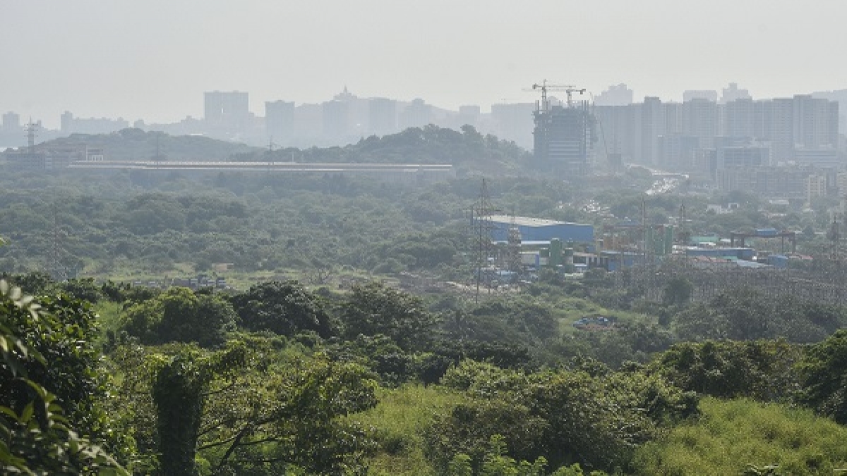 Which countries have the most trees? How Many Tress are there in the