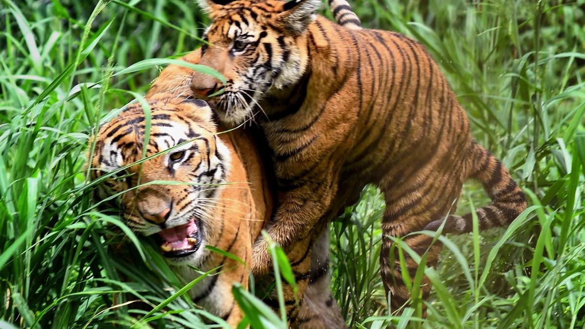 50 years of Project Tiger PM Modi to release new data on Tiger count in India Oneindia News