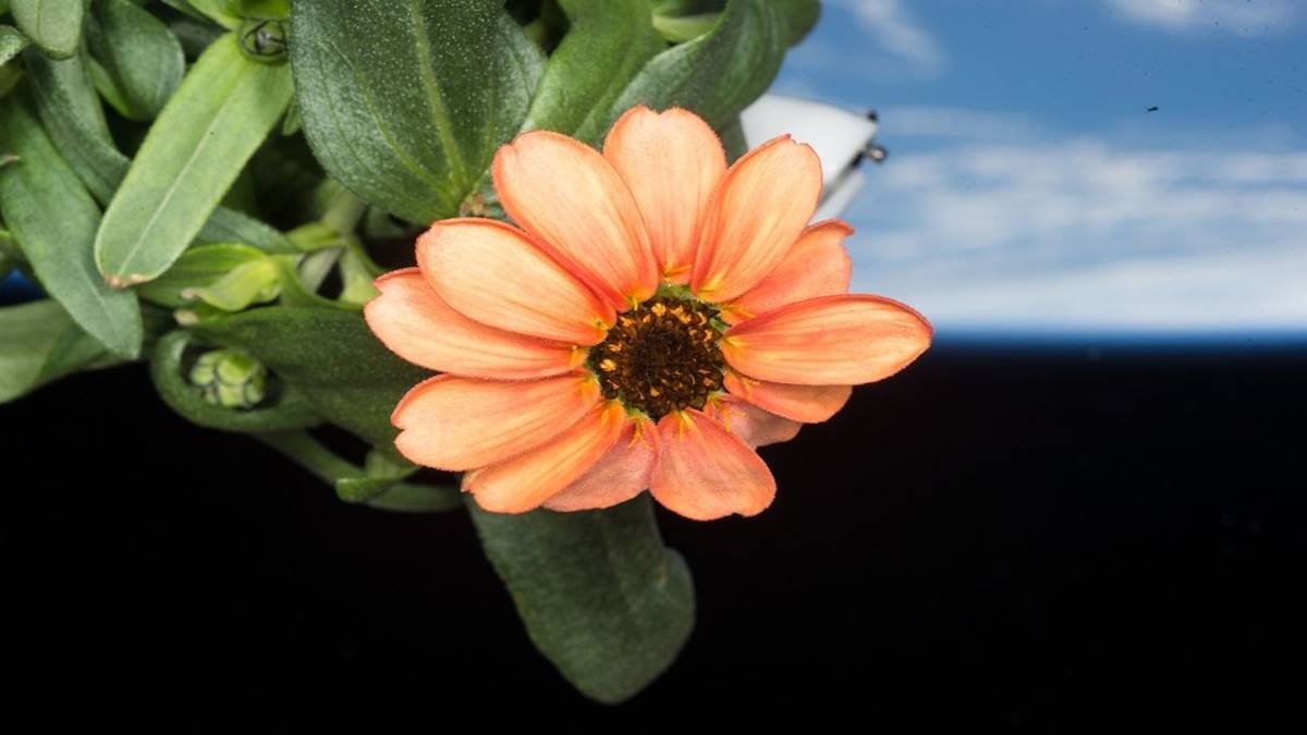 NASA Shares Stunning Pic Of The Flower Grown In Space