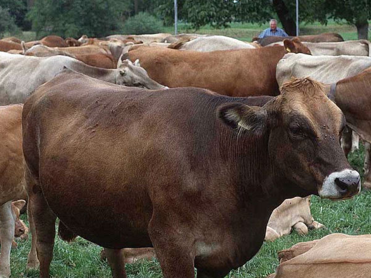 Cow national animal of Nepal Oneindia News