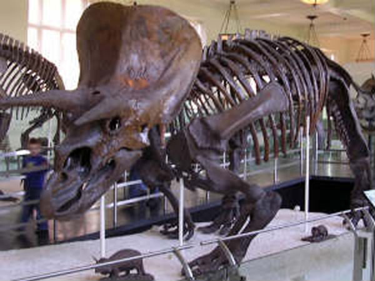 Dinosaur Fossils In India