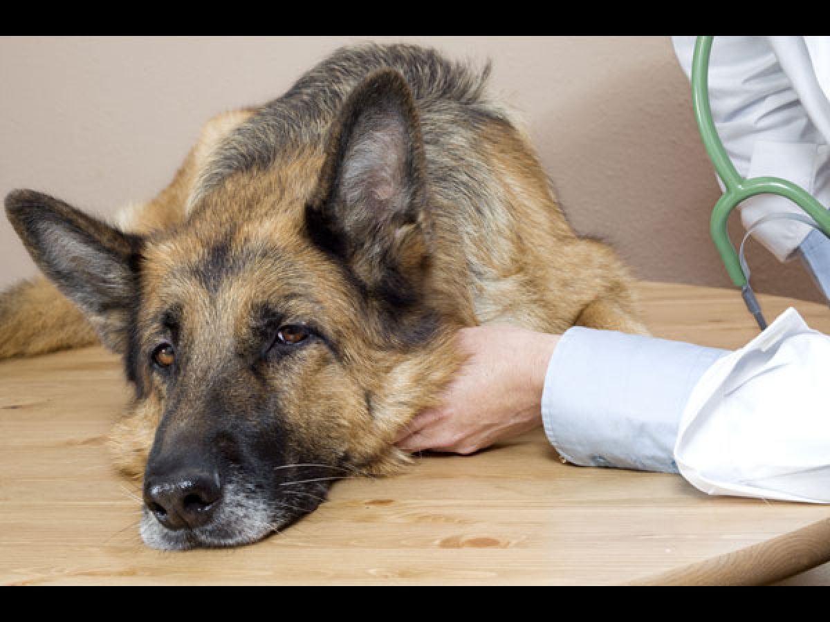 Rare human lung disease found in dogs Oneindia News