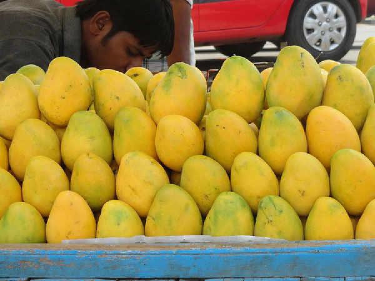 India set to export mangoes to Australian market this season Oneindia News