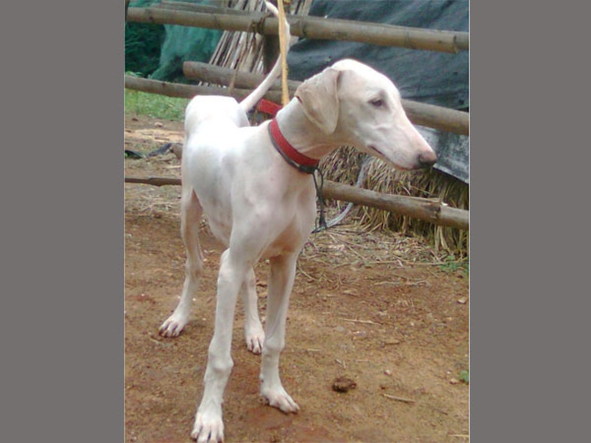 Karnataka S Mudhol Hound Becomes First Desi Dog To Join Indian Army Oneindia News