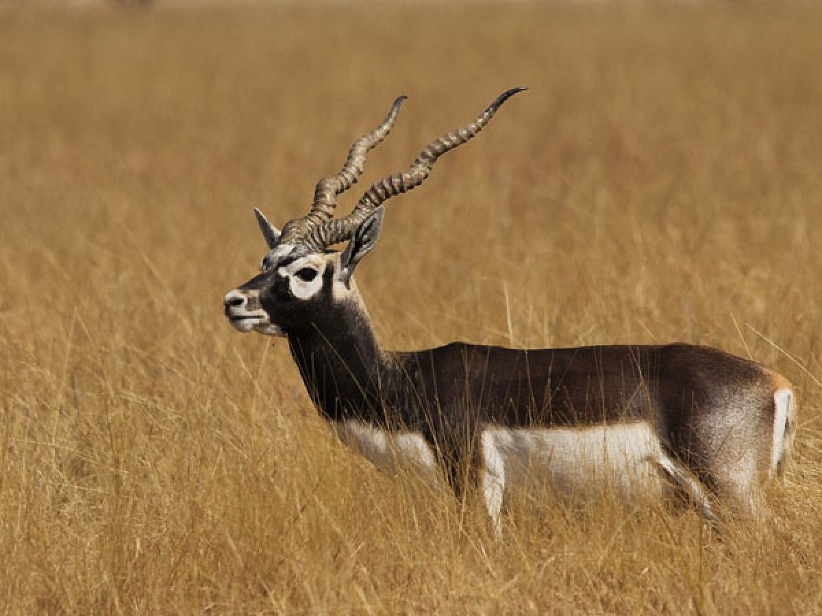 What makes blackbucks so special that got Salman Khan in jail Facts at