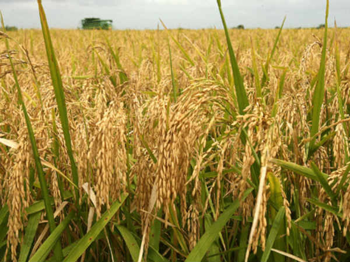 Chhattisgarh gets award for producing 28.68 more crops than last year