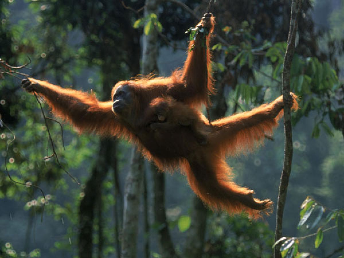 World’s oldest Sumatran orangutan dies at 62; survived by