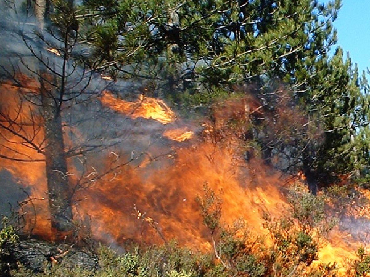 Karnataka Number 1 In Forest Fires Maharashtra Is Second Oneindia News