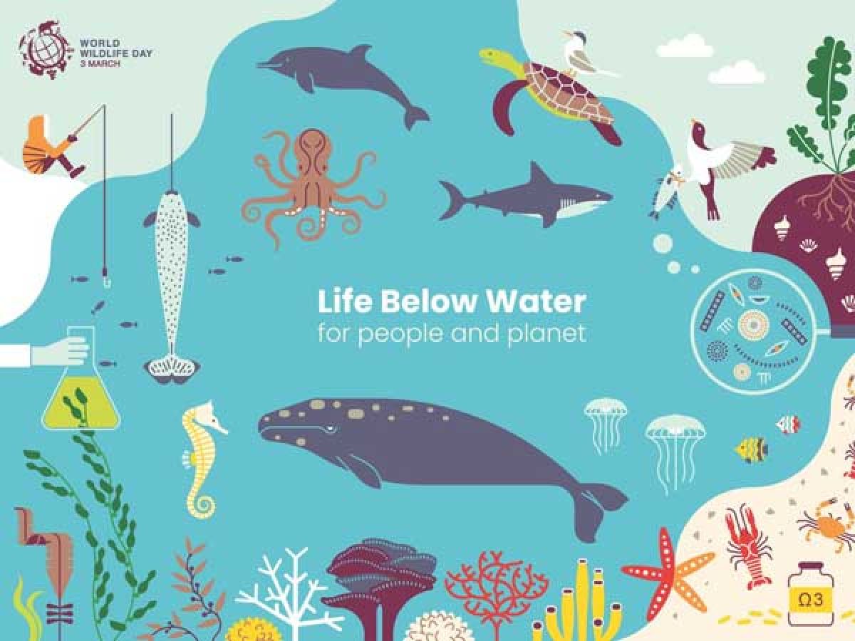 World Wildlife Week Life below water matters Oneindia News