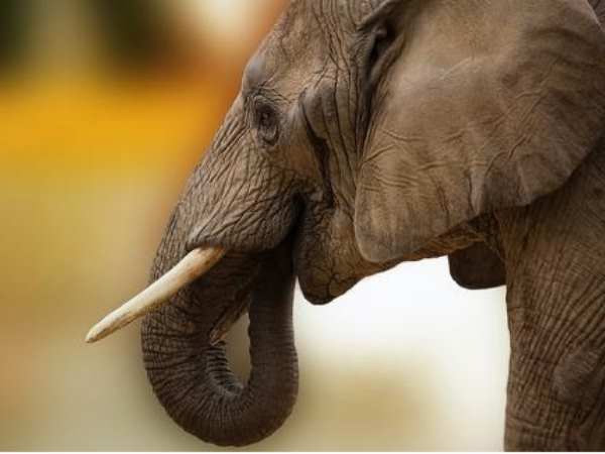 Elephants have impressive ability to sniff out quantities with their
