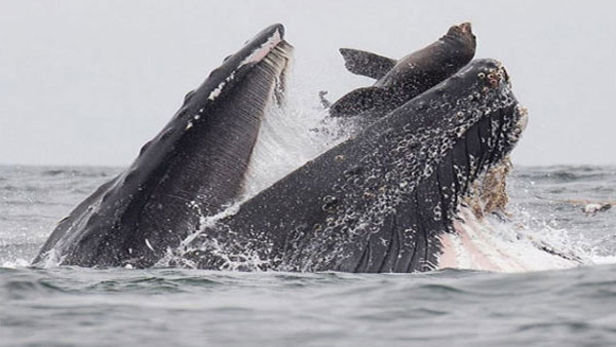Stunning image captures sea lion falling into mouth of
