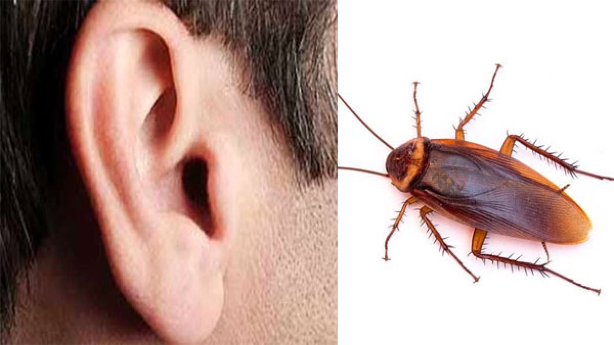 Bizarre! 10 cockroaches make shelter inside a man’s ear Oneindia News