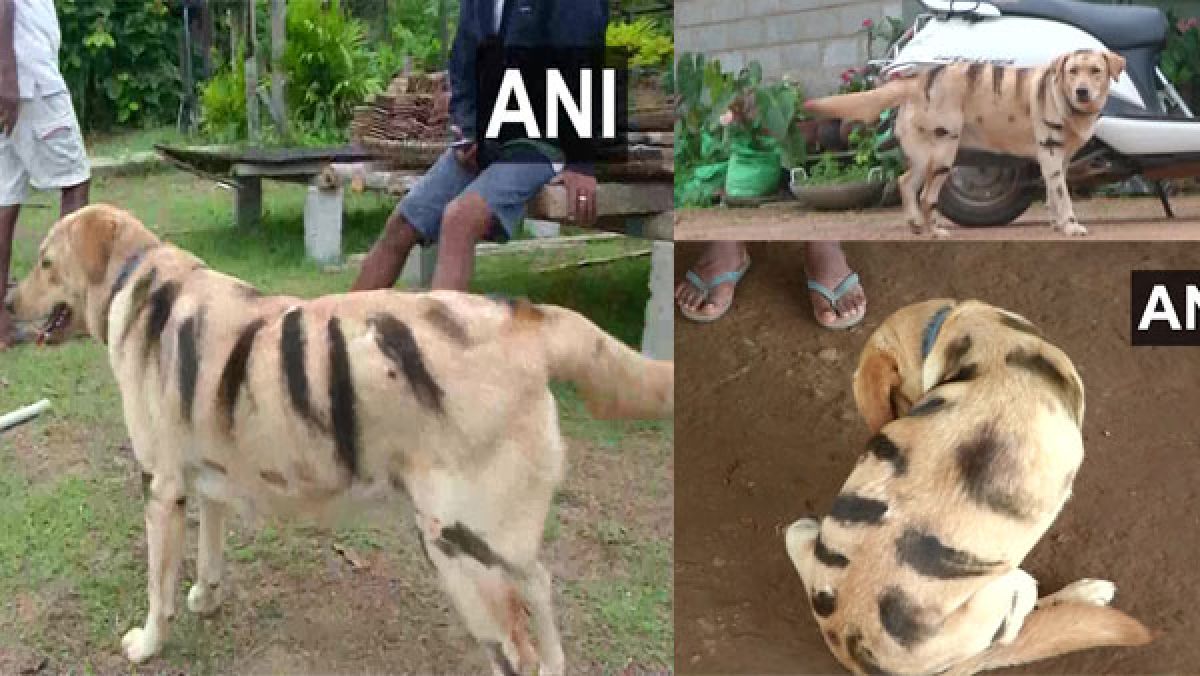 Karnataka Farmers Paint Dogs Look To Like Tiger To Protect Crops Oneindia News