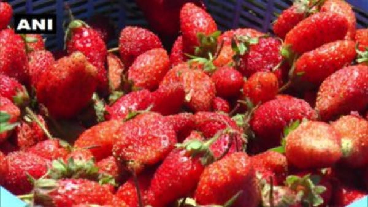 Kerala Horticorp procures 3,000 kg passion fruit from farmers amid