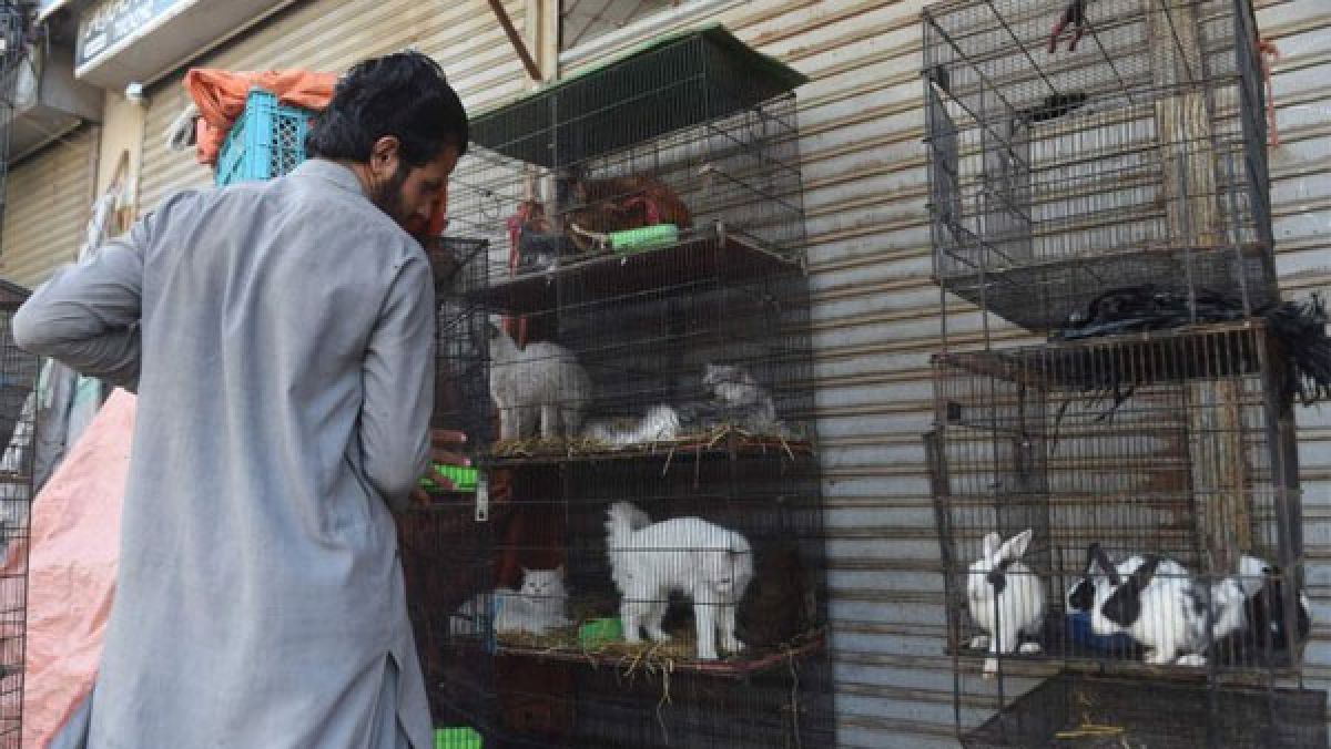 Hundreds Of Abandoned Animals Die At Pak Pet Markets Oneindia News