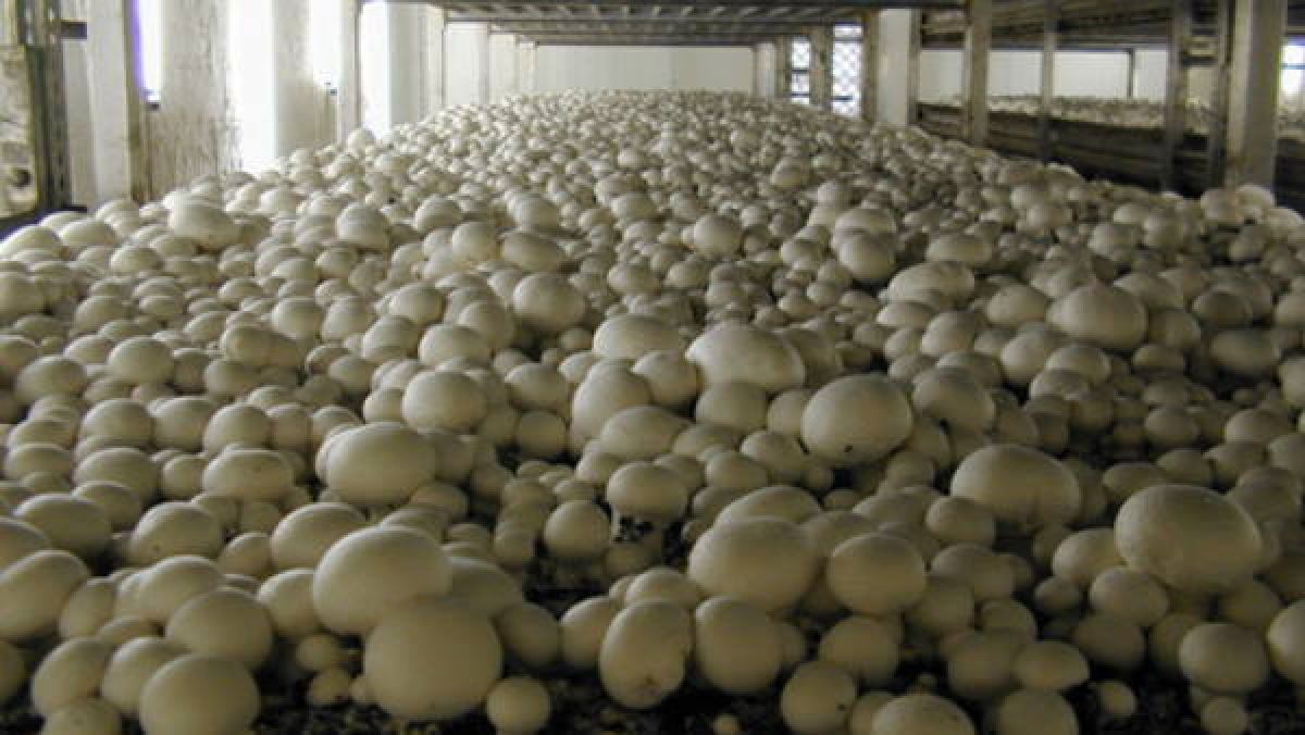 How mushroom cultivation transformed a village - Oneindia News