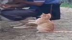 This viral video of cat drinking fresh cow milk will make your day [Watch]