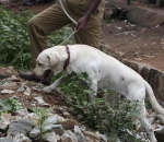 Bangalore Blast- Dog Squad