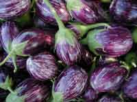 genetically modified crop genetically modified crop