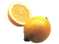 Lemon Lemon